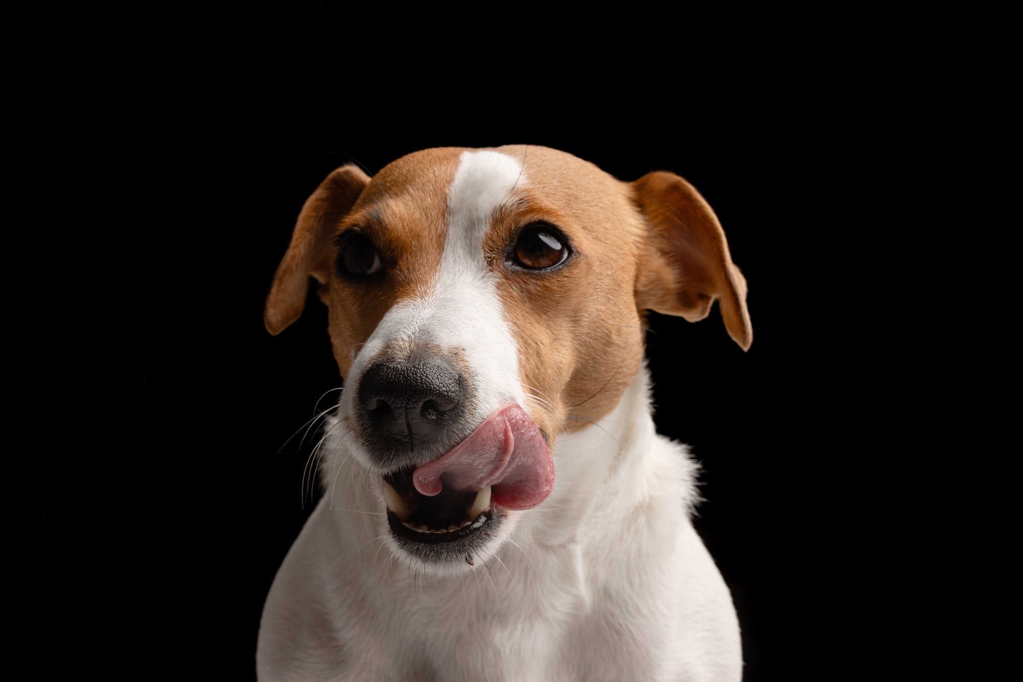 beautiful dog Jack Russell terrier licks his lips waiting for food on a black background