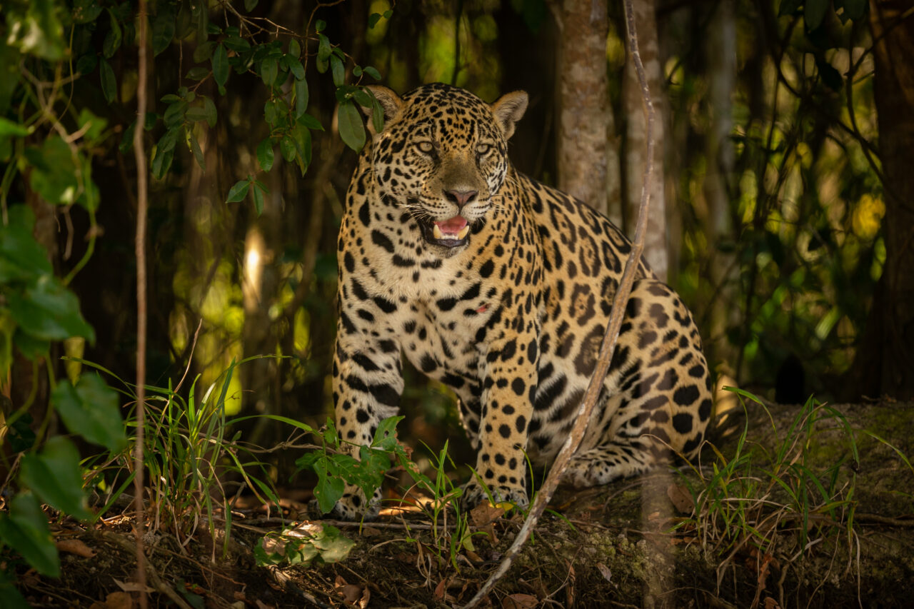 PL dos zoológicos avança no Senado e reacende debate sobre regras para fauna no Brasil