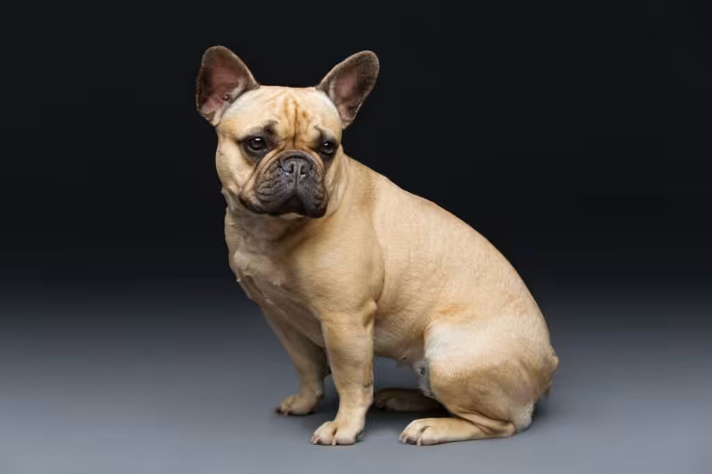 Beautiful french bulldog dog