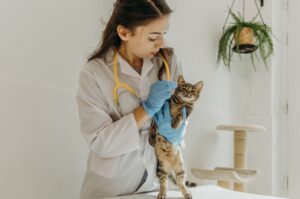 Planejamento de consultórios específicos para felinos melhora bem-estar e qualidade do atendimento