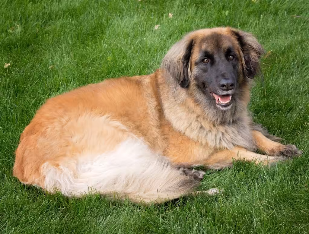 Beautiful, panting Leonberger dog laying in bright green grass.