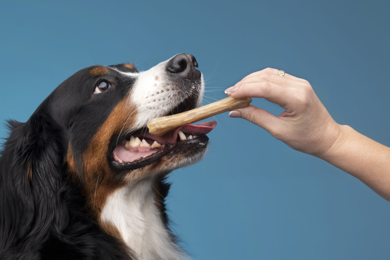 Ingredientes inovadores mostram potencial para melhorar a saúde bucal dos cães