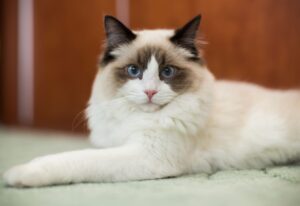Guia de raças: Gato Ragdoll