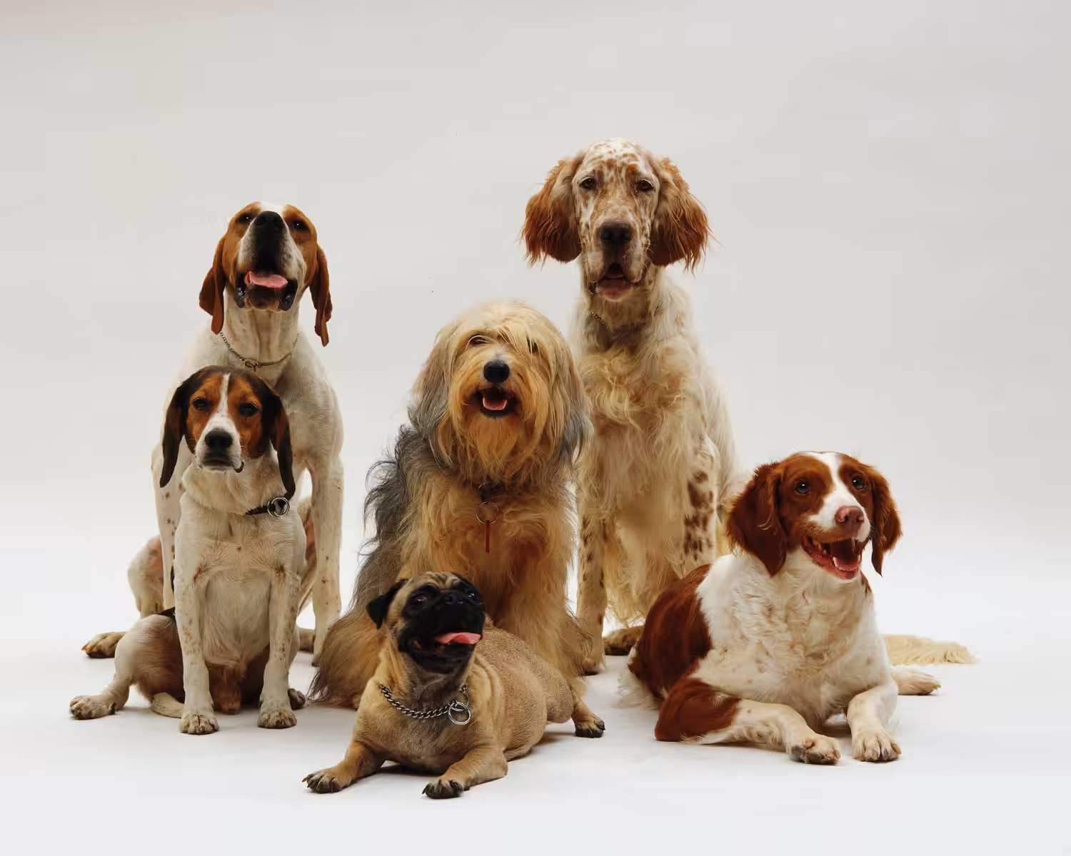 Estudo indica que tamanho dos cães influencia saúde do animal