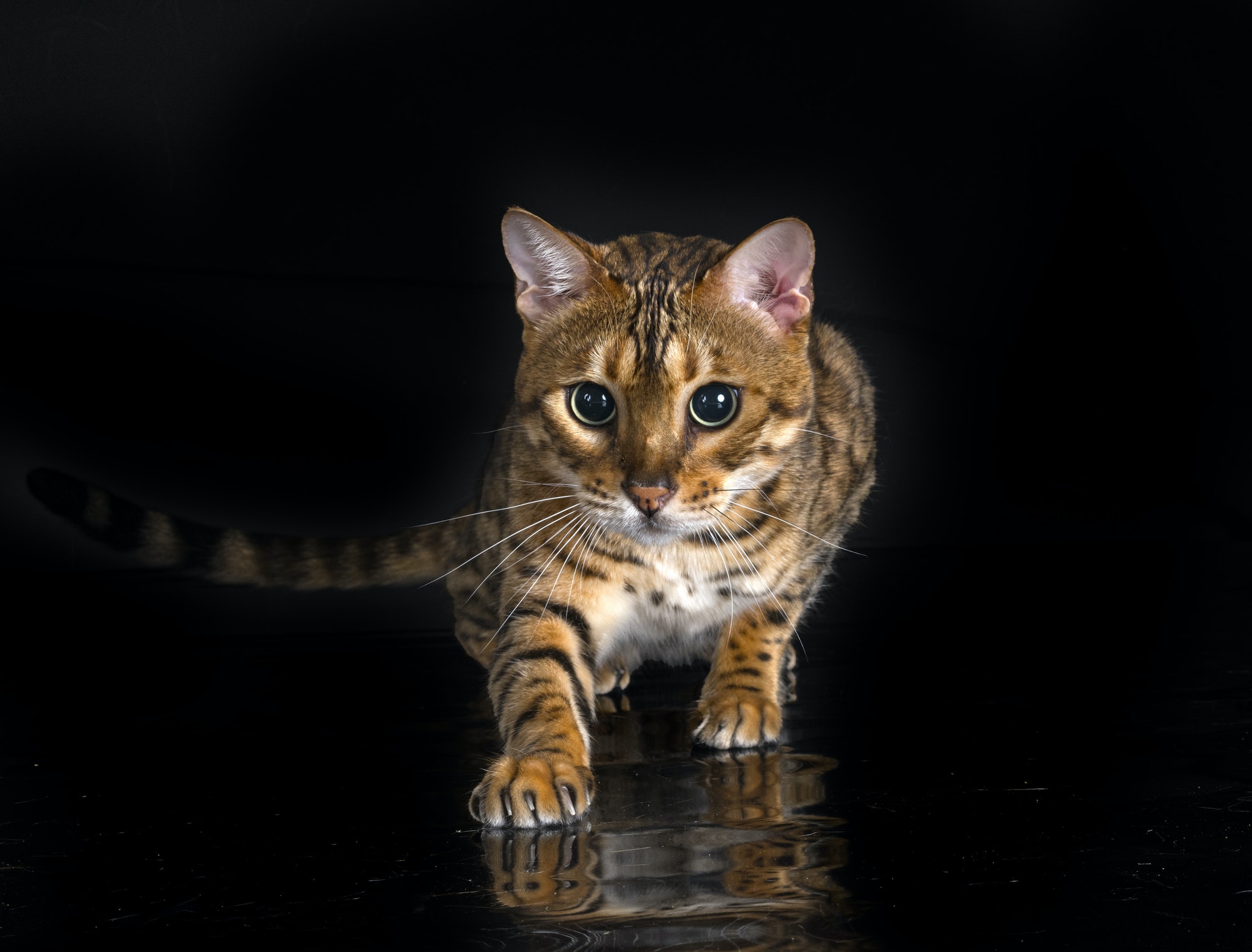 bengal cat in studio