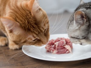 Dietas cruas para cães e gatos: o que a ciência realmente diz sobre riscos e benefícios