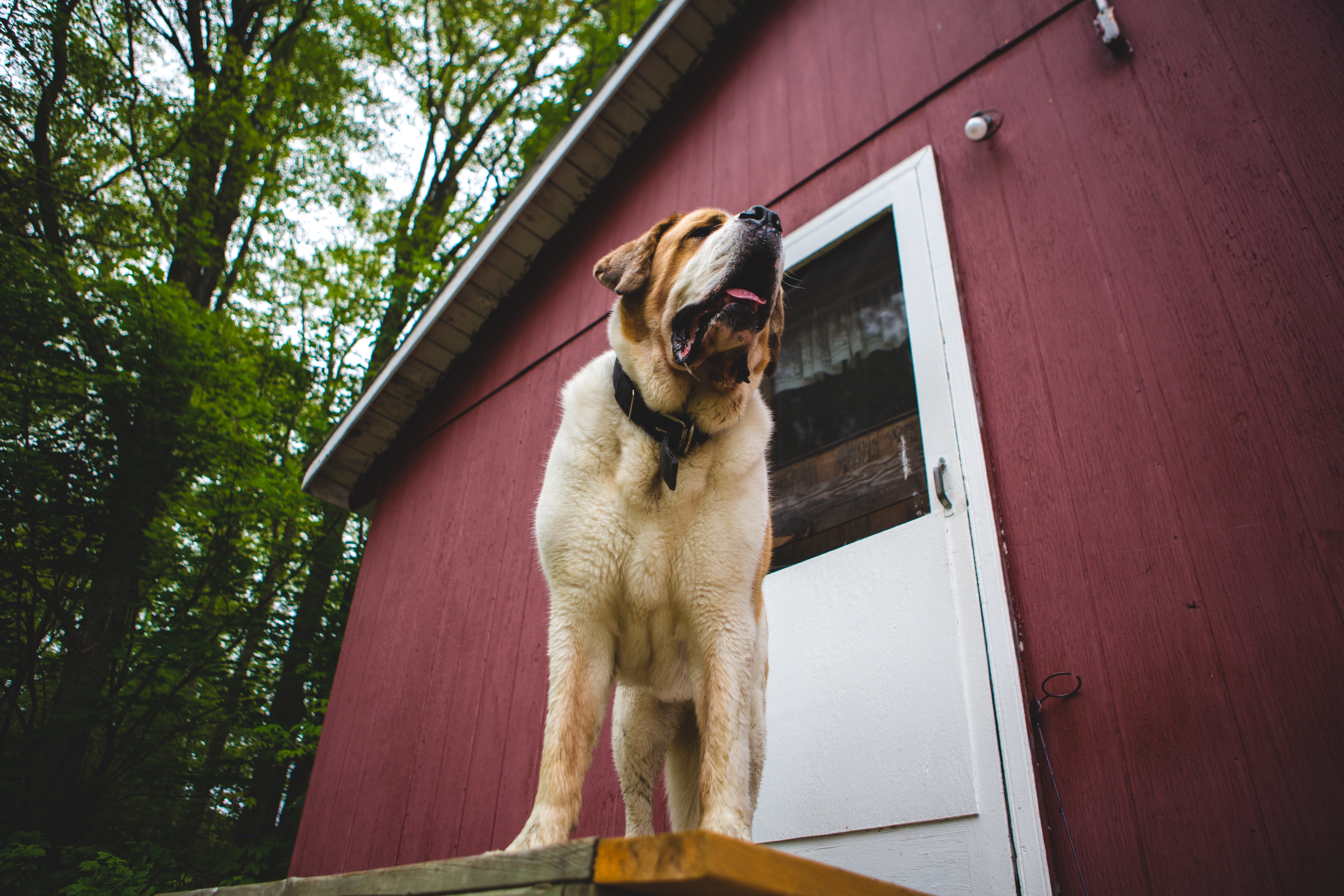 Big dog on cottage porch