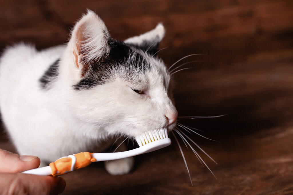 Black and white cat brushes teeth with a children's brush