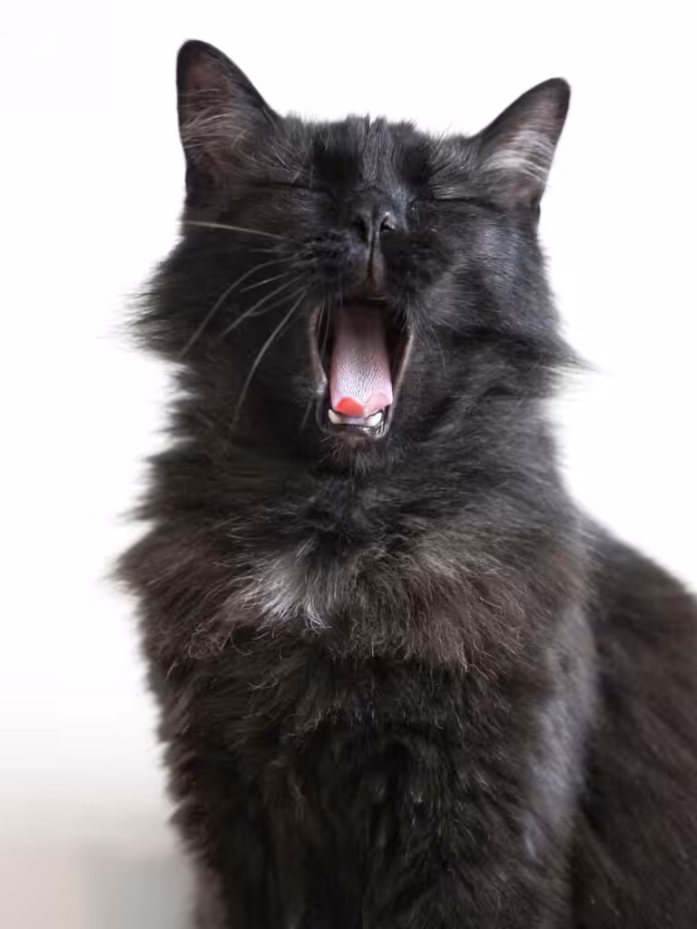Black cat with a pink tongue