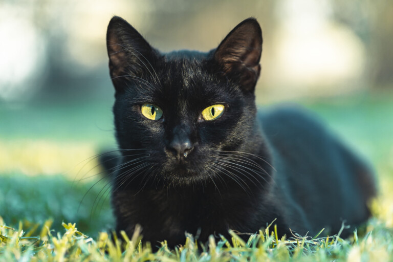 Gatos pretos ainda enfrentam preconceito e maior risco de abandono no Brasil, aponta pesquisa