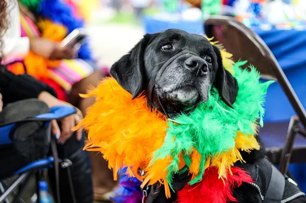 Carnaval com responsabilidade: como proteger cães e gatos durante a folia