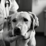 Vitória para a Medicina Veterinária! Exercício ilegal da profissão agora é crime