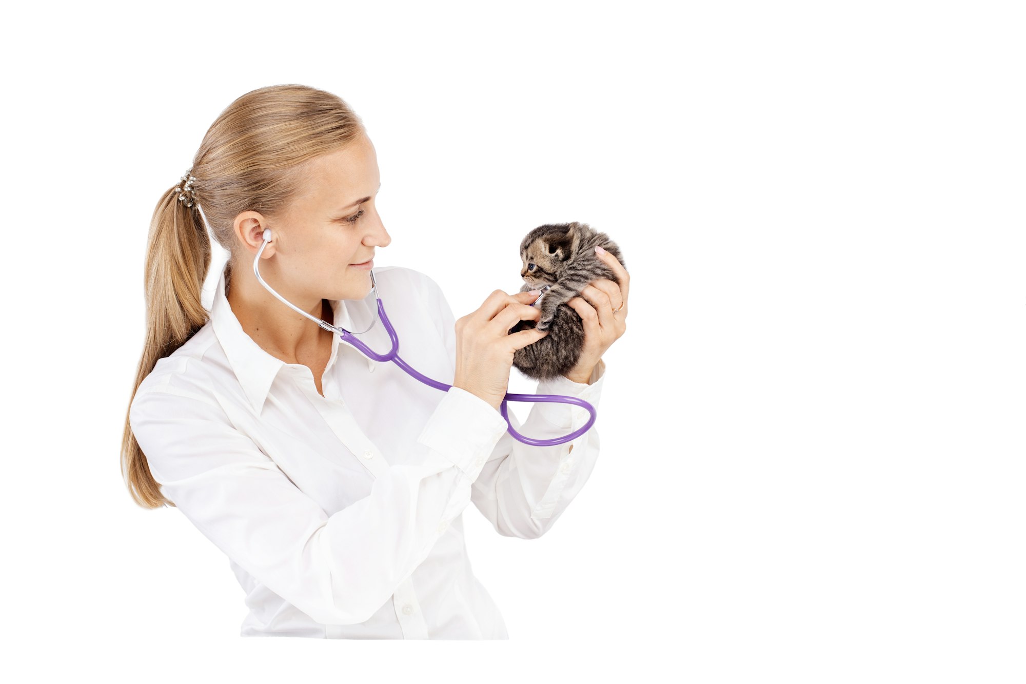 Blonde vet examines a little british kitten in a veterinary clinic on a white background