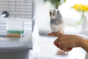 aves