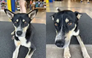 De mascotes informais a símbolos de cuidado coletivo: a rotina dos cães comunitários no interior paulista