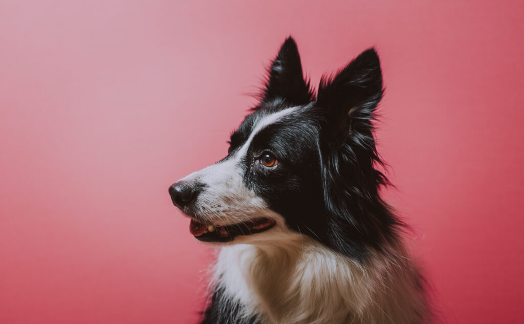 border collie dog