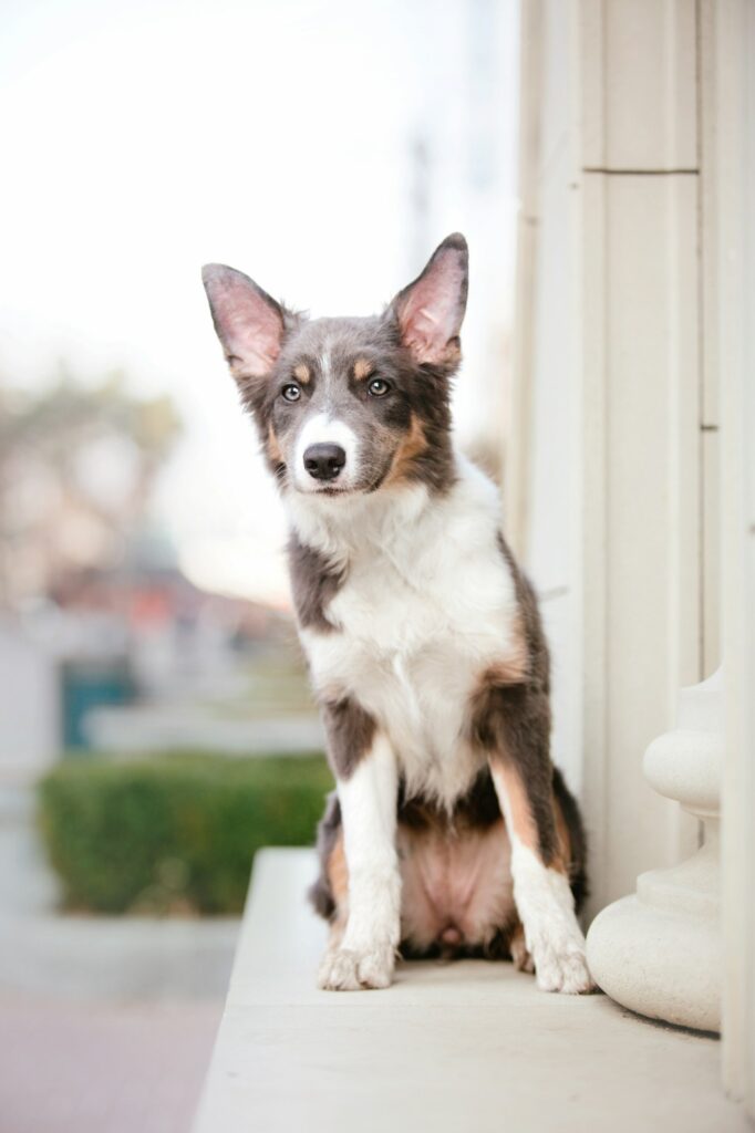 Border collie dog at the city walk. Dog in town