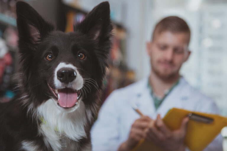 Medicina preventiva veterinária: por que médicos-veterinários precisam mudar o foco da cura para a prevenção