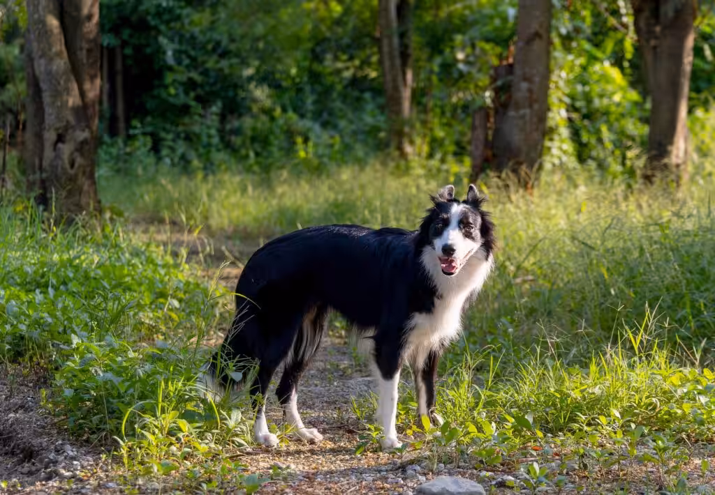 Border Collies Black and White dog stand on walk way in the forrest alone and look forwad