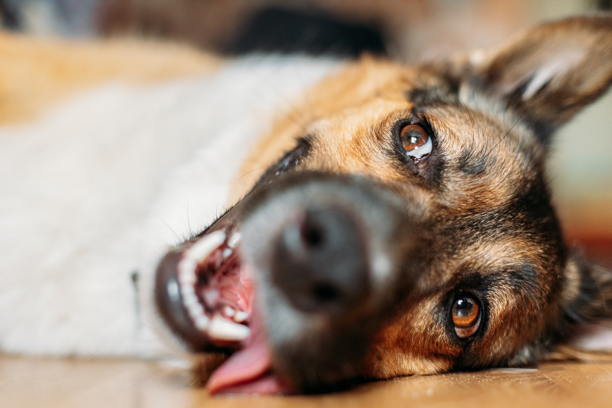 Bored Dog Is Lying On Floor Of A House. Portrait Of Pet Tired Of Heat