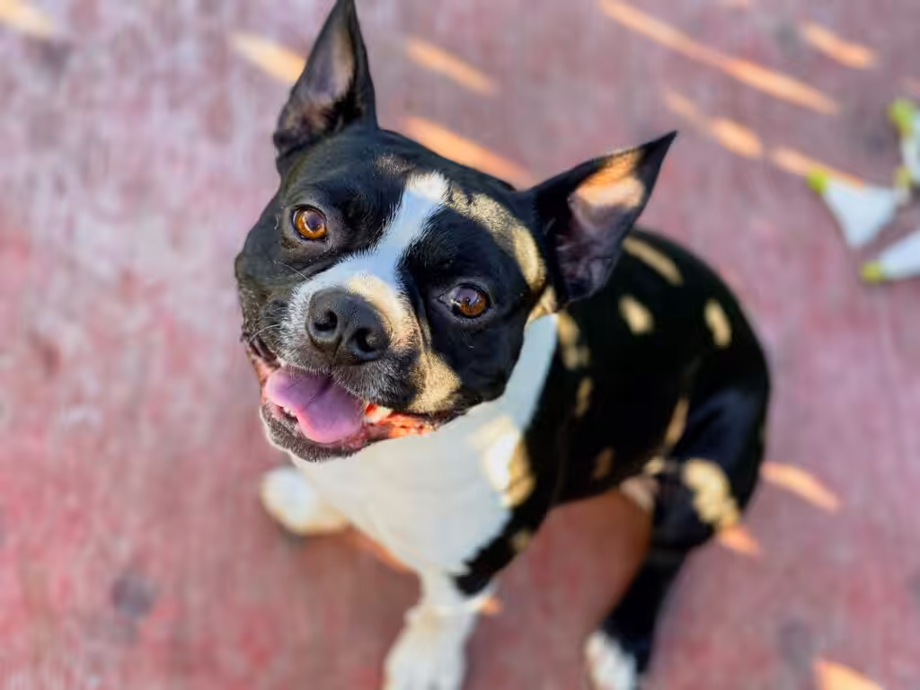Boston terrier smile
