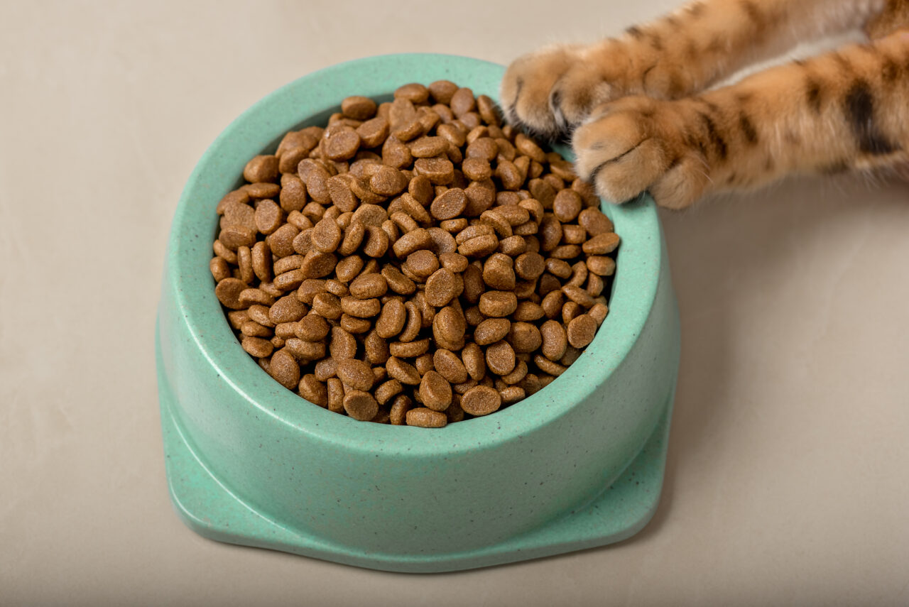 Vilões ou aliados? O debate sobre os transgênicos no mercado pet food