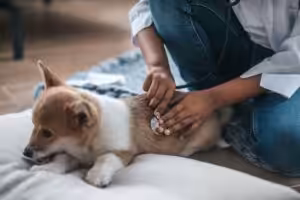 Questões éticas emergentes na eutanásia de animais de companhia são debatidas na VMX 2026