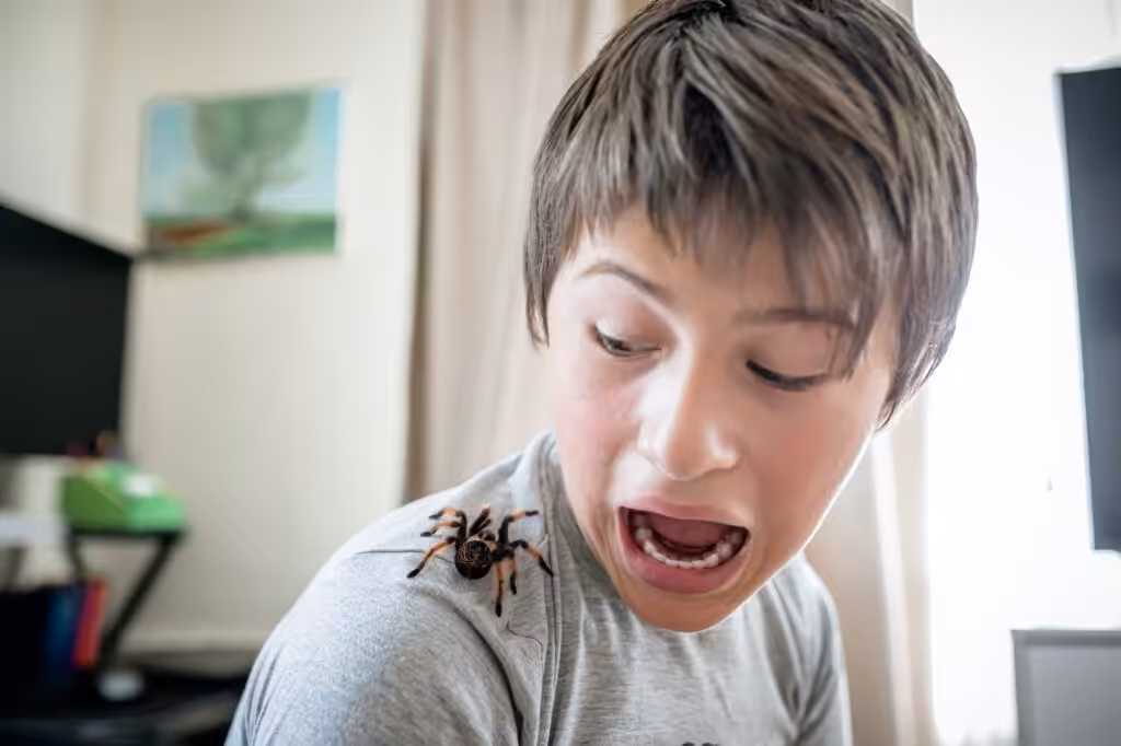 boy yells when he sees a terrible spider on shoulder. brave boy plays with huge spider Brachypelma