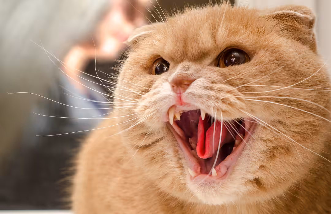 Gatos agressivos nas consultas são mais propensos a terem problemas comportamentais em casa