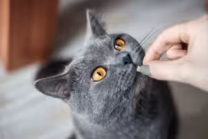 Dificuldade em medicar gatos ainda compromete tratamentos veterinários