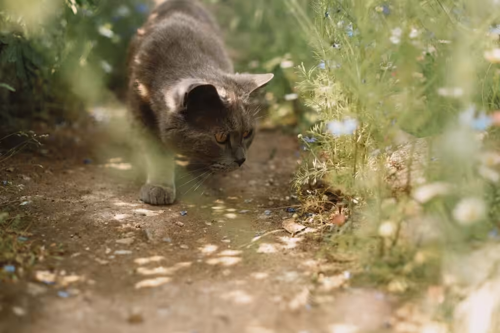 British gray cat
