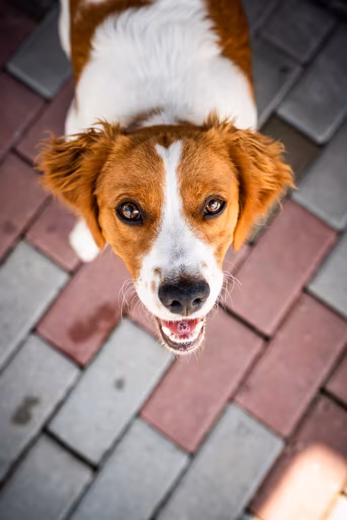 Brittany dog female puppy looking up with curious eyes
