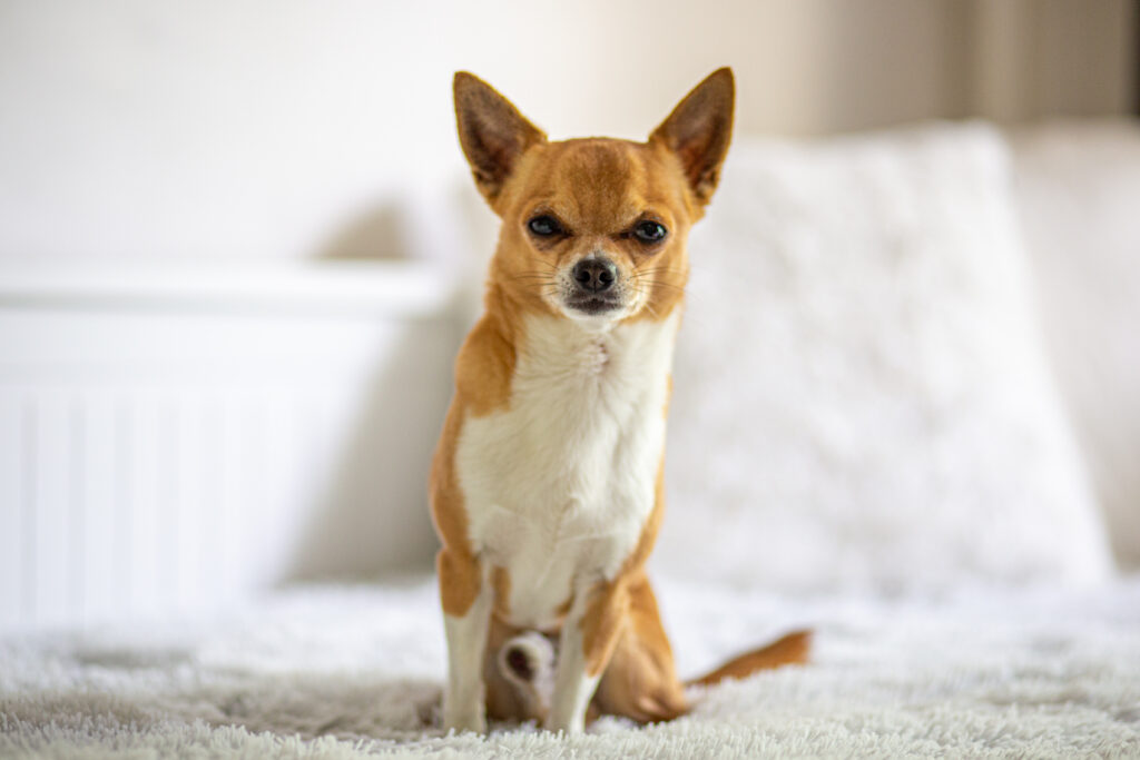 Brown chihuahua