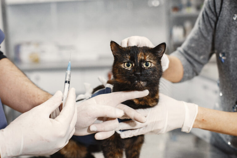 Nova lei proíbe a venda de vacina anti-cio para cães e gatos em Florianópolis (SC)