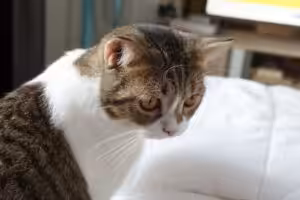 Janeiro Branco chama atenção para a saúde emocional de cães e gatos