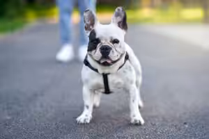 bulldog branco e preto na rua