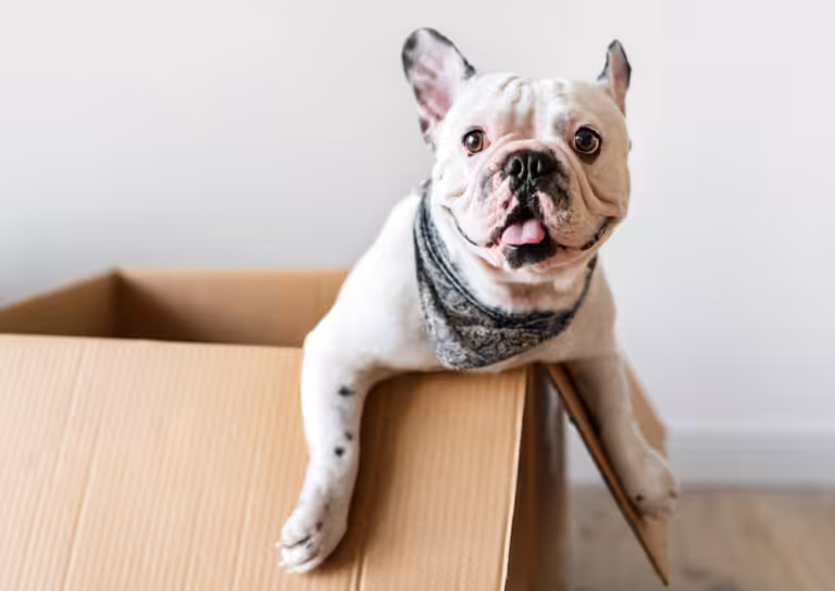 Veterinária orienta como reduzir o estresse dos pets durante a mudança de casa