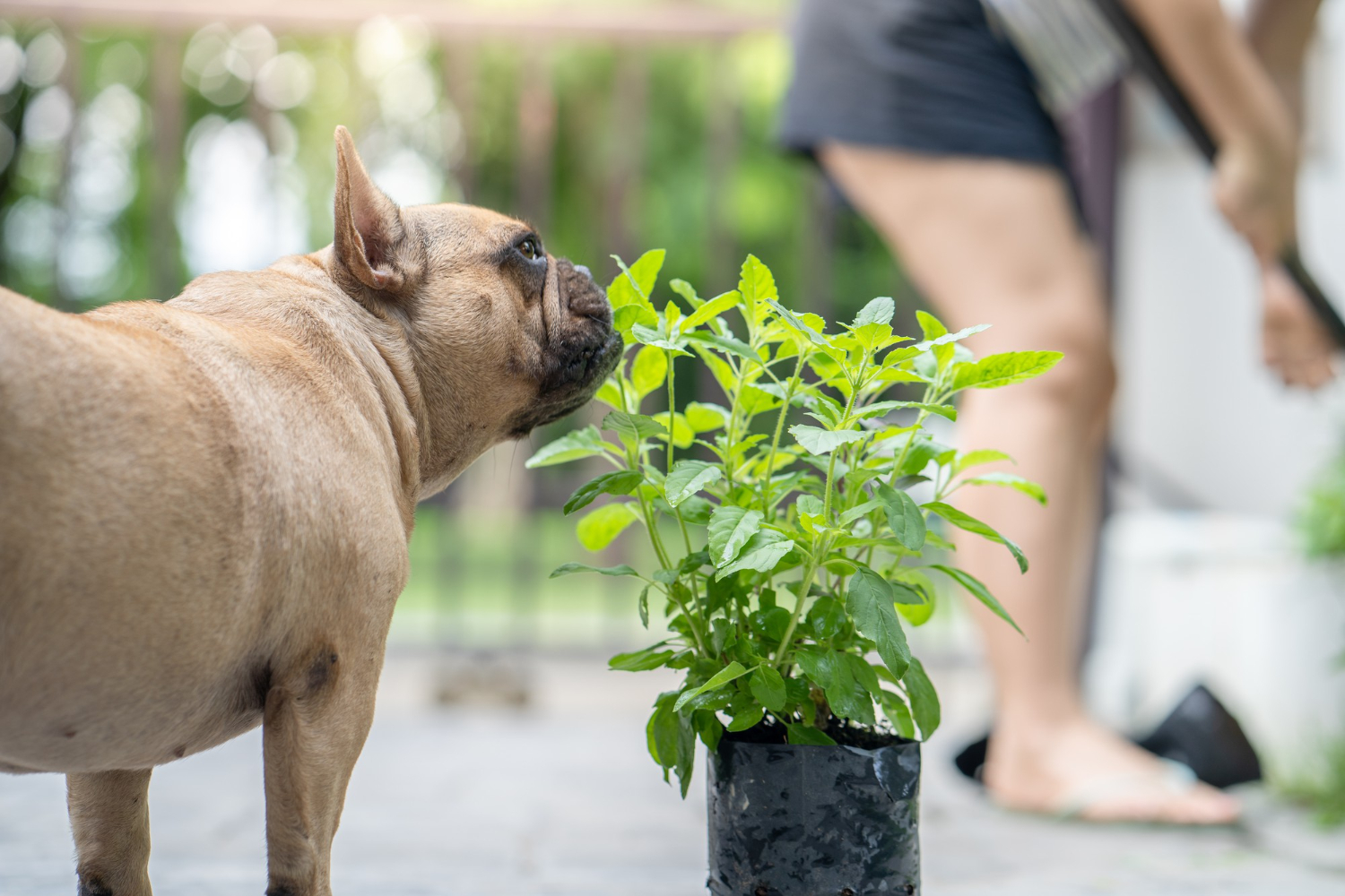 plantas