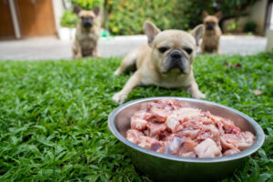 bulldog pote de comida