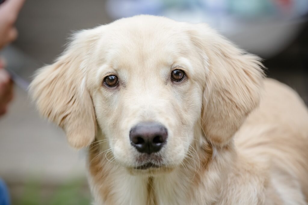 Cachorrinho bonito amarelo dourado olhando para a câmera.