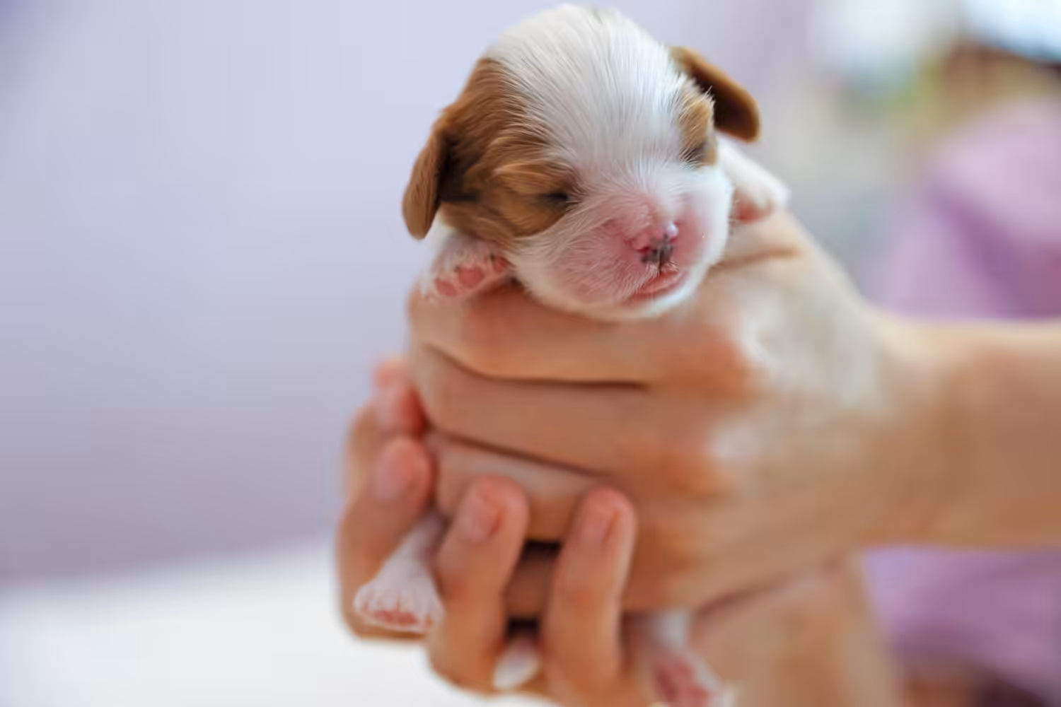 Veterinárias citam principais doenças infecciosas em cães e gatos recém-nascidos