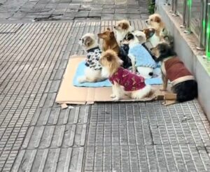 cachorrinhos