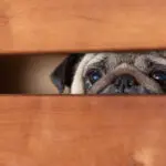Crescem casos de maus-tratos a animais cometidos por crianças e adolescentes