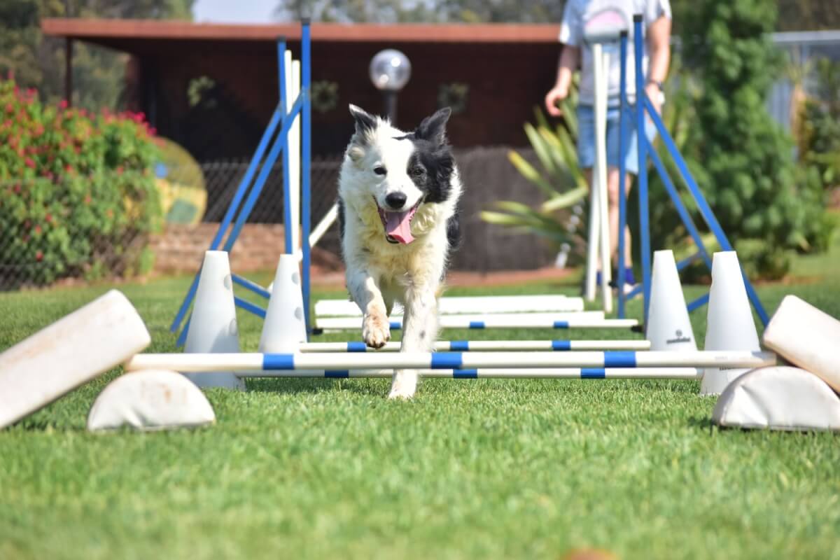 CACHORRO ESPORTE