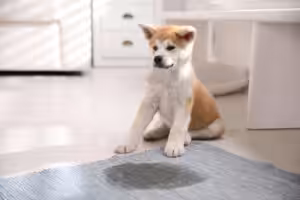 cachorro akita ao lado de um tapete no banheiro