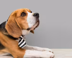 cachorro beagle