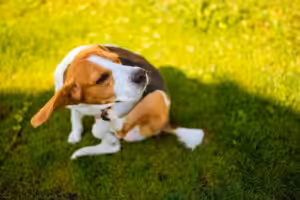 cachorro beagle com pulga