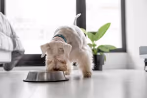 cachorro branco comendo ração