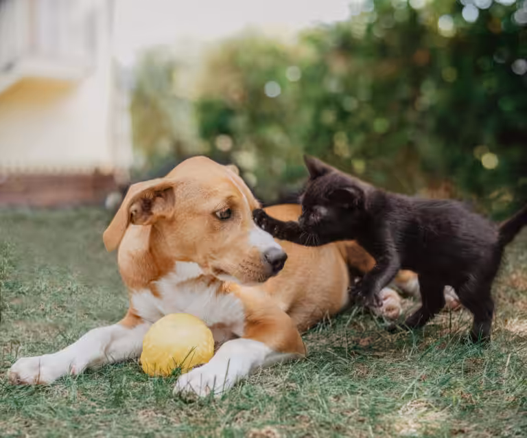 Câmara do DF aprova lei que oferece auxílio para protetores de animais