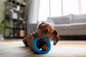 cachorro brincando na sala